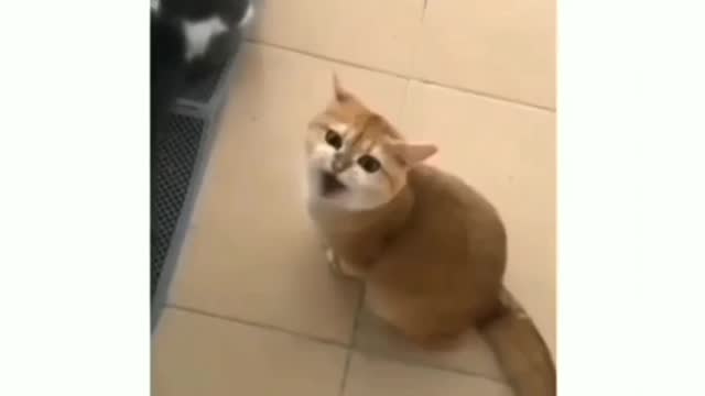 Cat hit song note so high