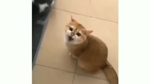 Cat hit song note so high