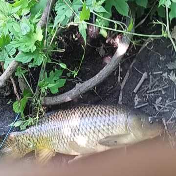 Giant carp