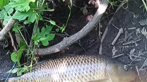 Giant carp