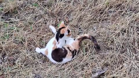 A cute cat scratching herself by rubbing herself on the ground.