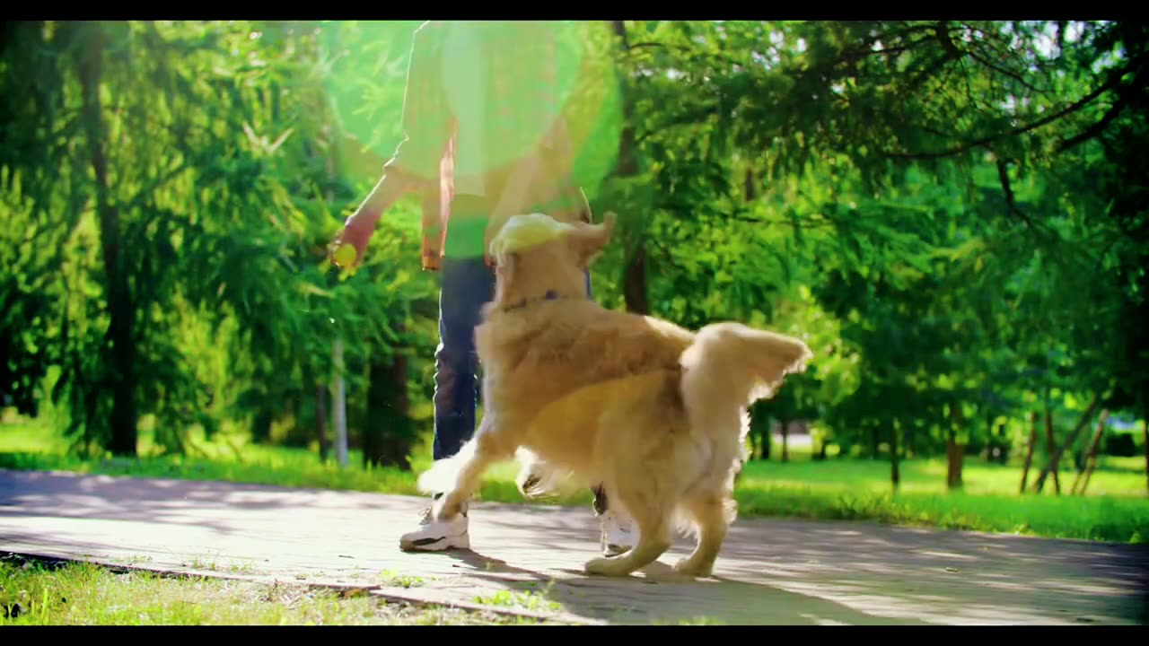 Dog demanding for ball and playing with his trainer 🤩