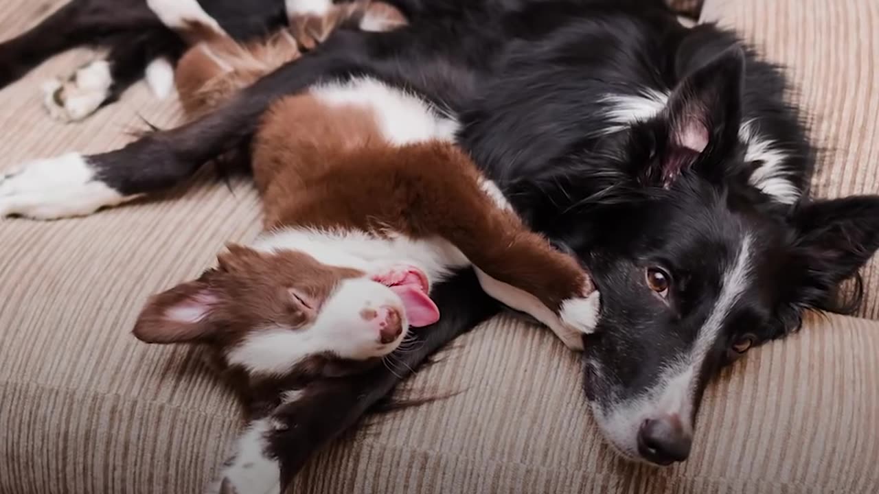 Hugging Rescue Dogs Get Cutest New Brother | The Dodo