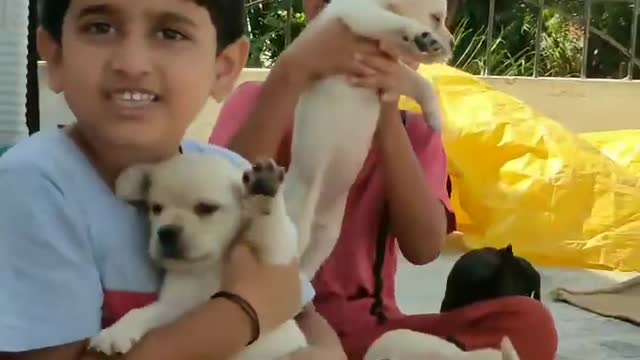 dog 🐕🐶 video beautiful 🤩❤️🤩❤️🤩 ×͜× 😇❤️😇Arﮩ٨ـﮩﮩ٨ـ♡ﮩ٨ـﮩﮩ٨ـböy