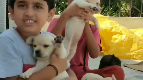 dog 🐕🐶 video beautiful 🤩❤️🤩❤️🤩 ×͜× 😇❤️😇Arﮩ٨ـﮩﮩ٨ـ♡ﮩ٨ـﮩﮩ٨ـböy