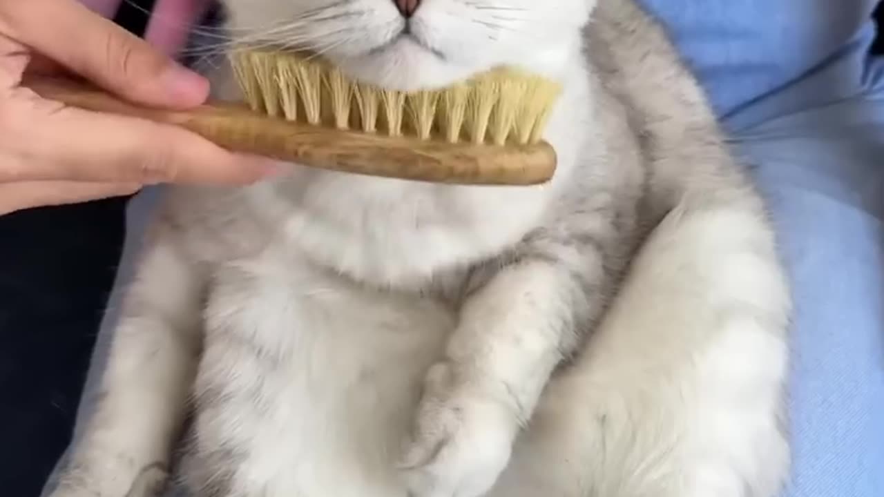 Cats 😁 So cute 🥰🥺 Amazing 😍🤩