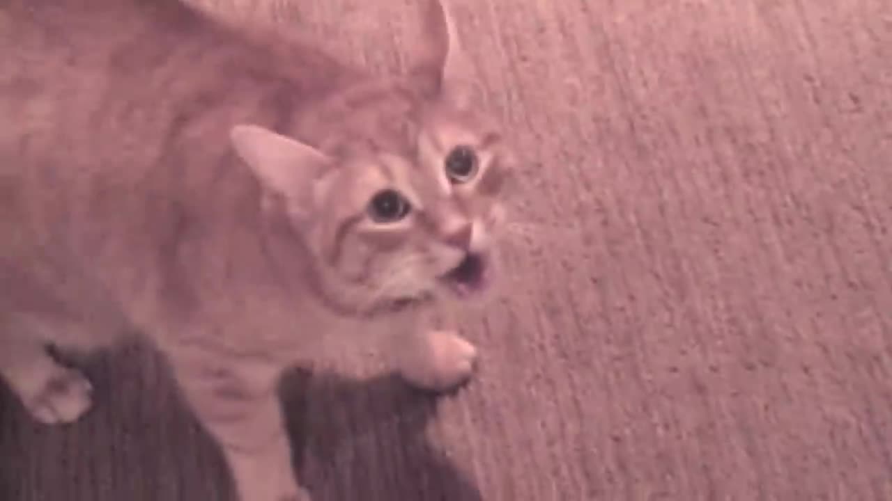 Friend's Cat Meows Aggressively, then Attacks