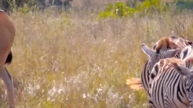 Beautiful Zebras.African Animals