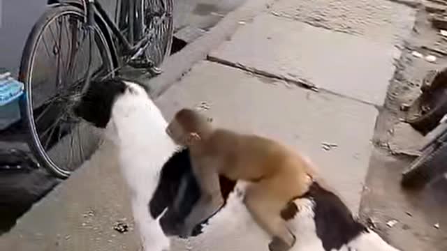 dog and monkey friendship compatibility