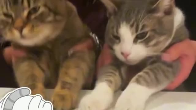 The cat and the dog story