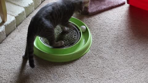 A cat playing with his toys.