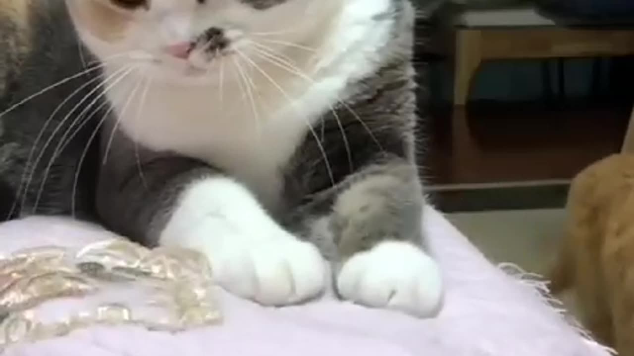 fuuny videos of cat