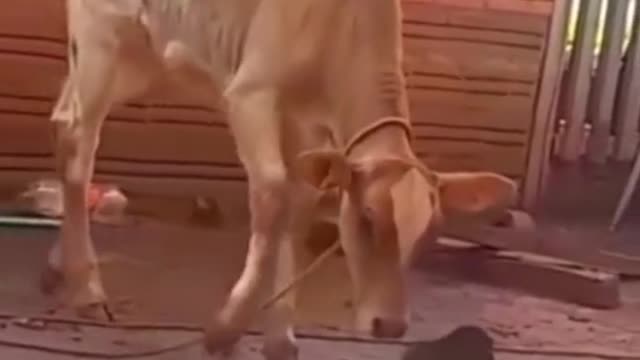 The cat scared the cow to fall to the ground.🤣