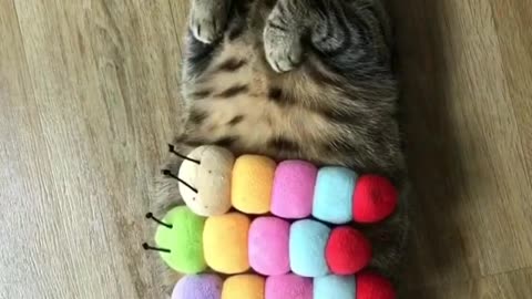 A sleeping cat