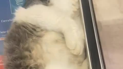 #cat