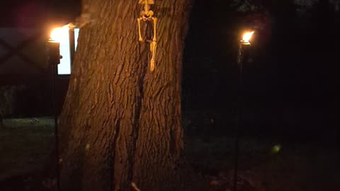 Skeleton in a tree