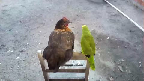 parrot kissed the hen