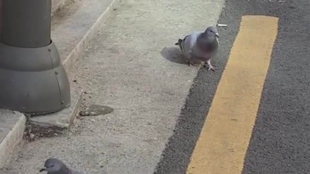 Pigeons walking on the road