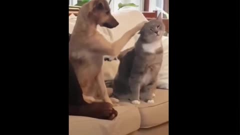 dog and cat having fun। Training video