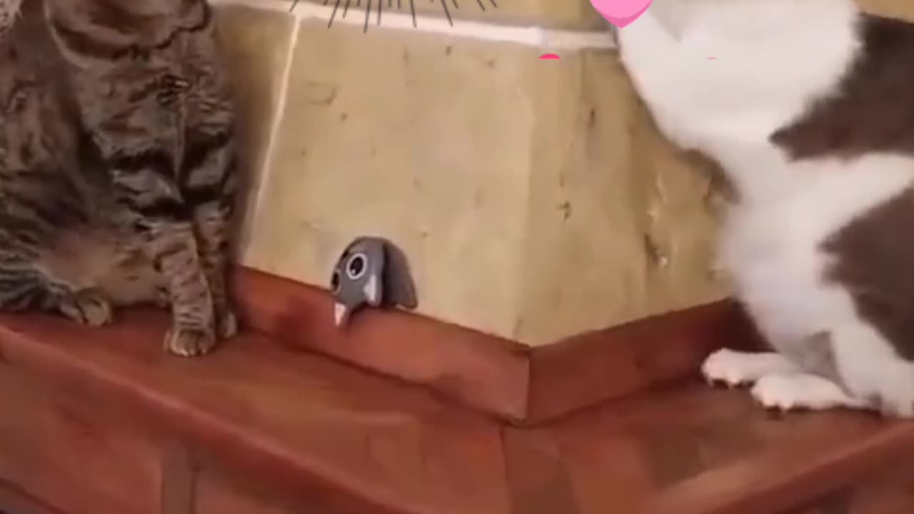Cute cat Love story