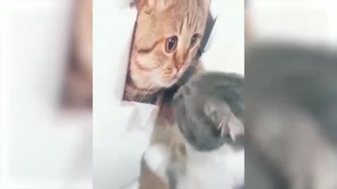 Funny pets