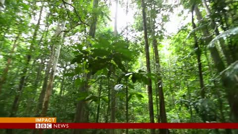 Malaysia_ Jungle camps where traffickers raped _ killed - BBC News