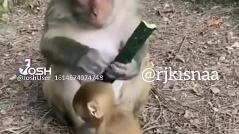 funny monkey video