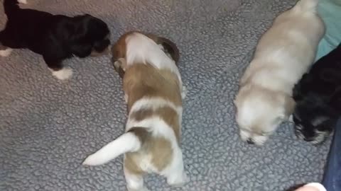I Litter - 4.5 weeks old(2)