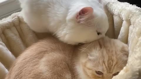 Scottish Fold Munchkin Kitten mood swing in 10 seconds