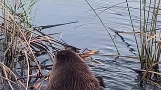 Beaver Takes a Bath