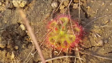 Flora of India