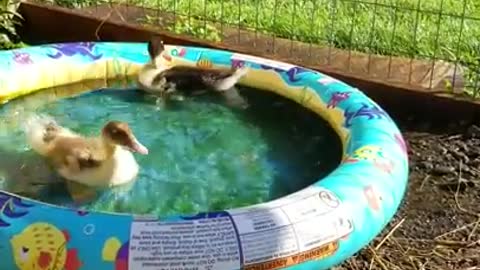 Amanda Grace Talks...Guess Who Jumped In The Kiddie Pool?!!!!!!