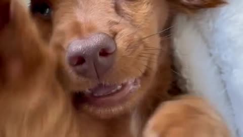 Adorable Cute Dog Video: A Must-See for Animal Lovers!