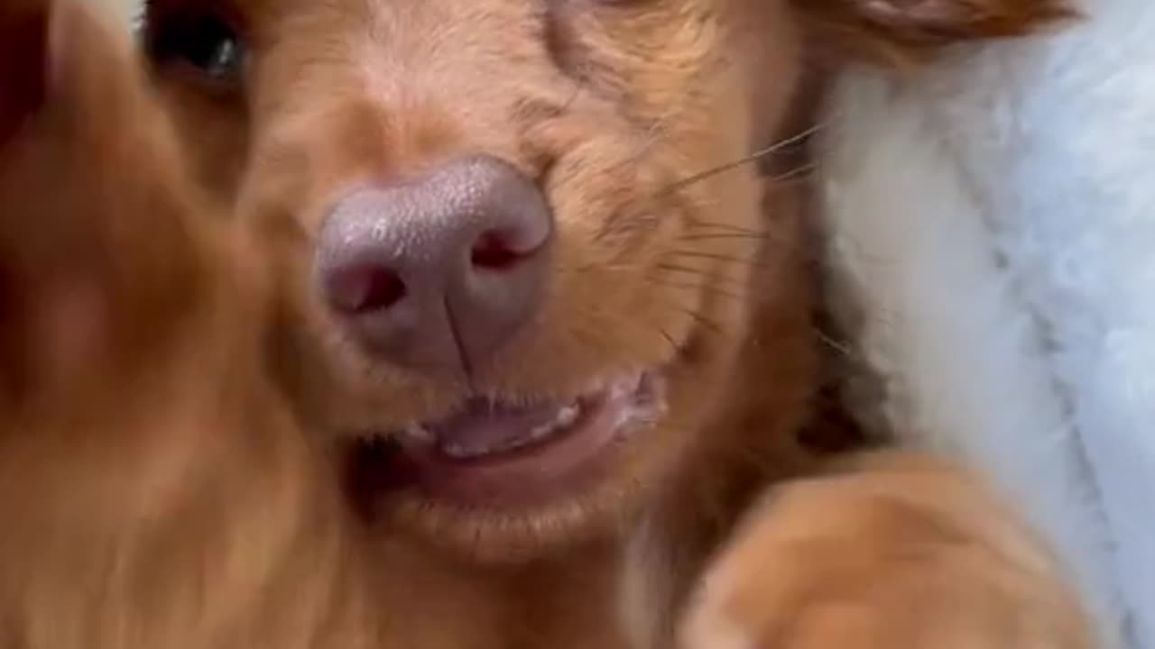 Adorable Cute Dog Video: A Must-See for Animal Lovers!