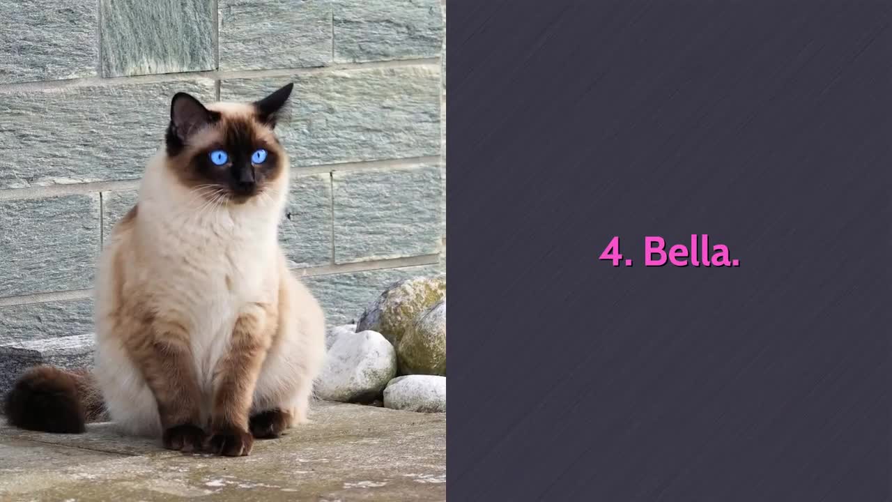 TOP 10 Cutest Cat Names For Male & Female!