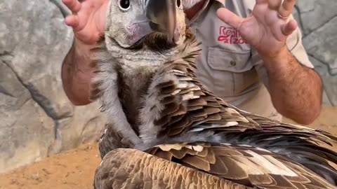 Close up perspective of a lappet faced vulture 😱