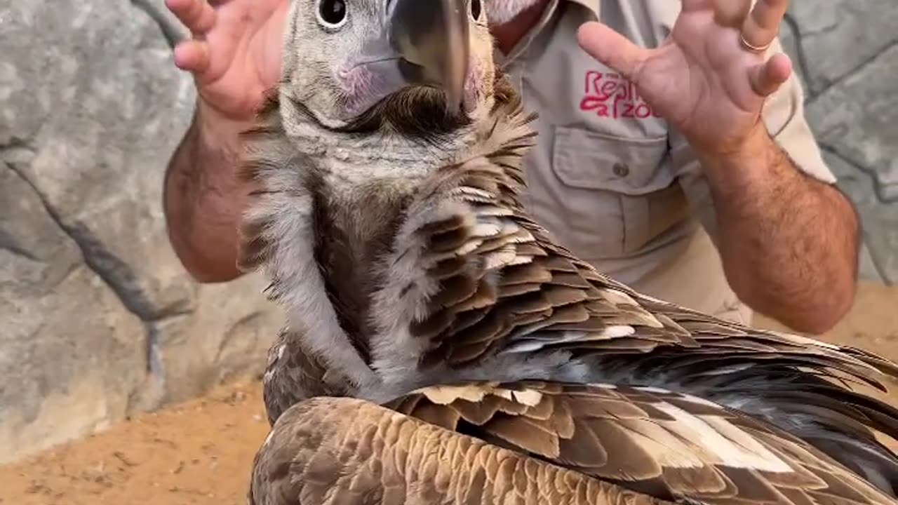 Close up perspective of a lappet faced vulture 😱