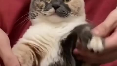 Funny cat lover #cute #shortsvideo #viral #funyy cats