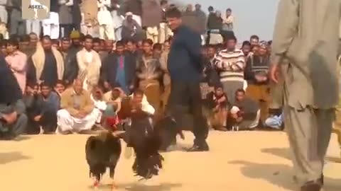 Best Aseel Cock Fight in Pakistan