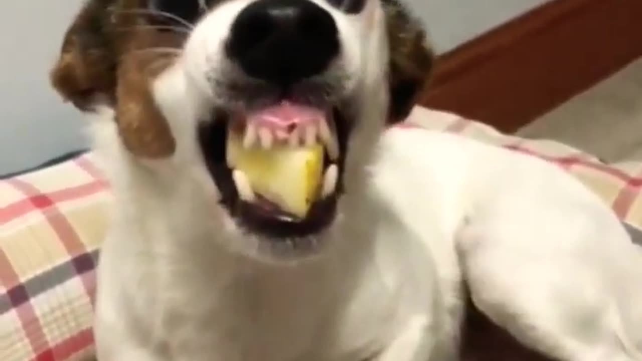 Funny Dog - funny animals video #shorts Funny #TIKTOK Dog Videos