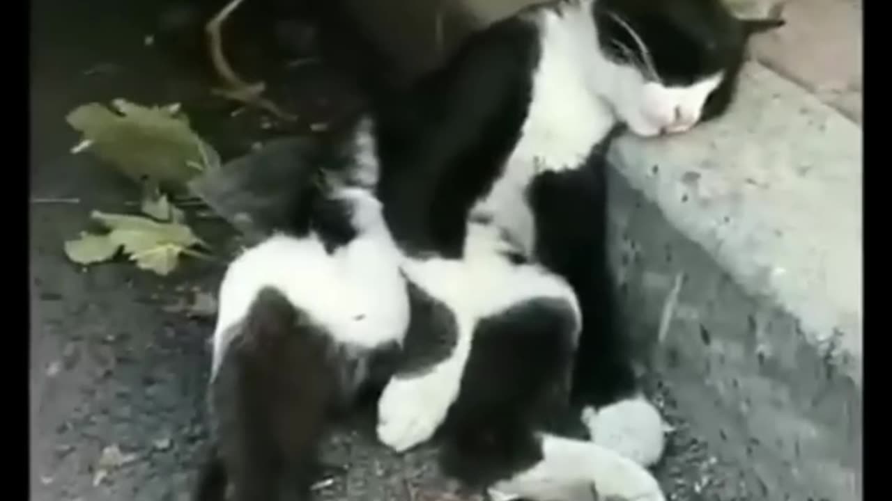 Cute and funny cats