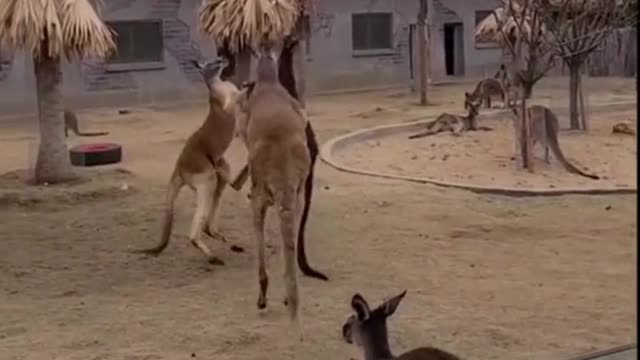 Funny Fight of Kangaroos & Dog Race - 2021