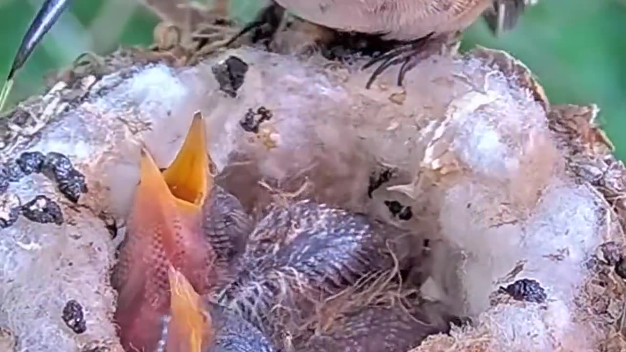 Funniest poo video - Baby Hummingbirds Poop From The Nest With Sound!