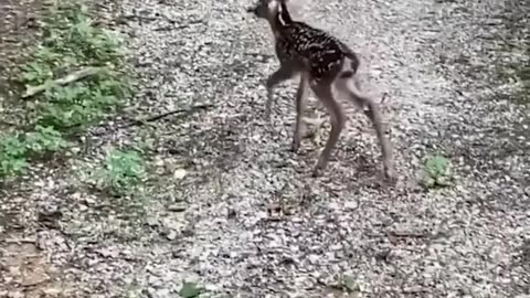 Fawn rescued from fence