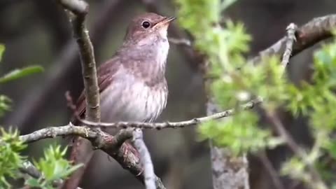 Beautiful birds