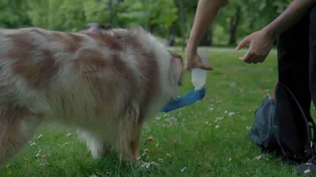 coverr a dog drinks water from a portable pet water bottle