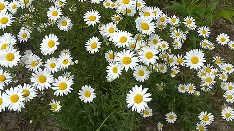 Daisies