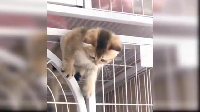 #babycat #funnycats #aww Baby Cats - Cute and Funny Cat Videos Compilation #17| Aww Animals