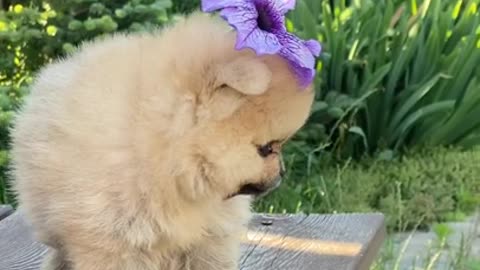 Cute baby dogs 😍 funny dogs videos