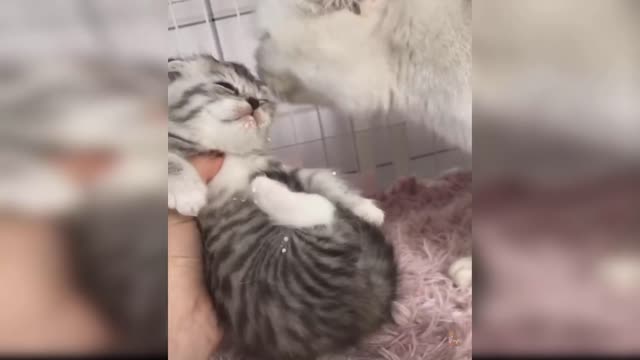 Baby Cats: Compilation of 10 Cute and Funny Cat Videos | Aww Animals